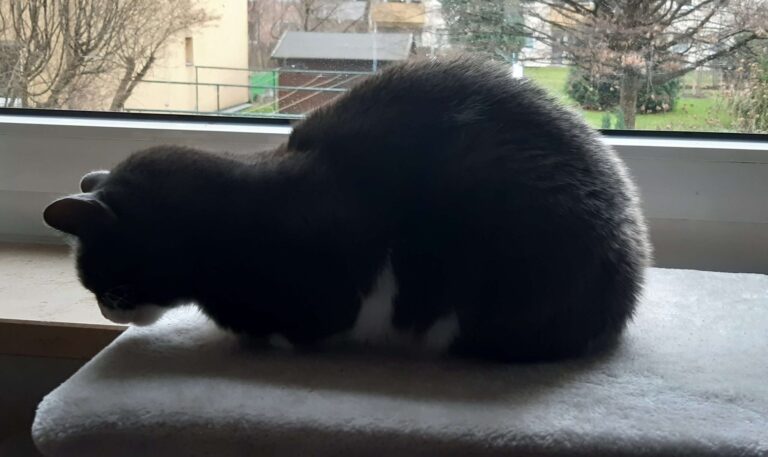 Katze Kimi in Schmerzhaltung