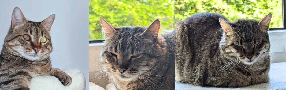 Katze Rina zeiht ein Schmerzgesicht in unterschiedlichen Ausprägungen