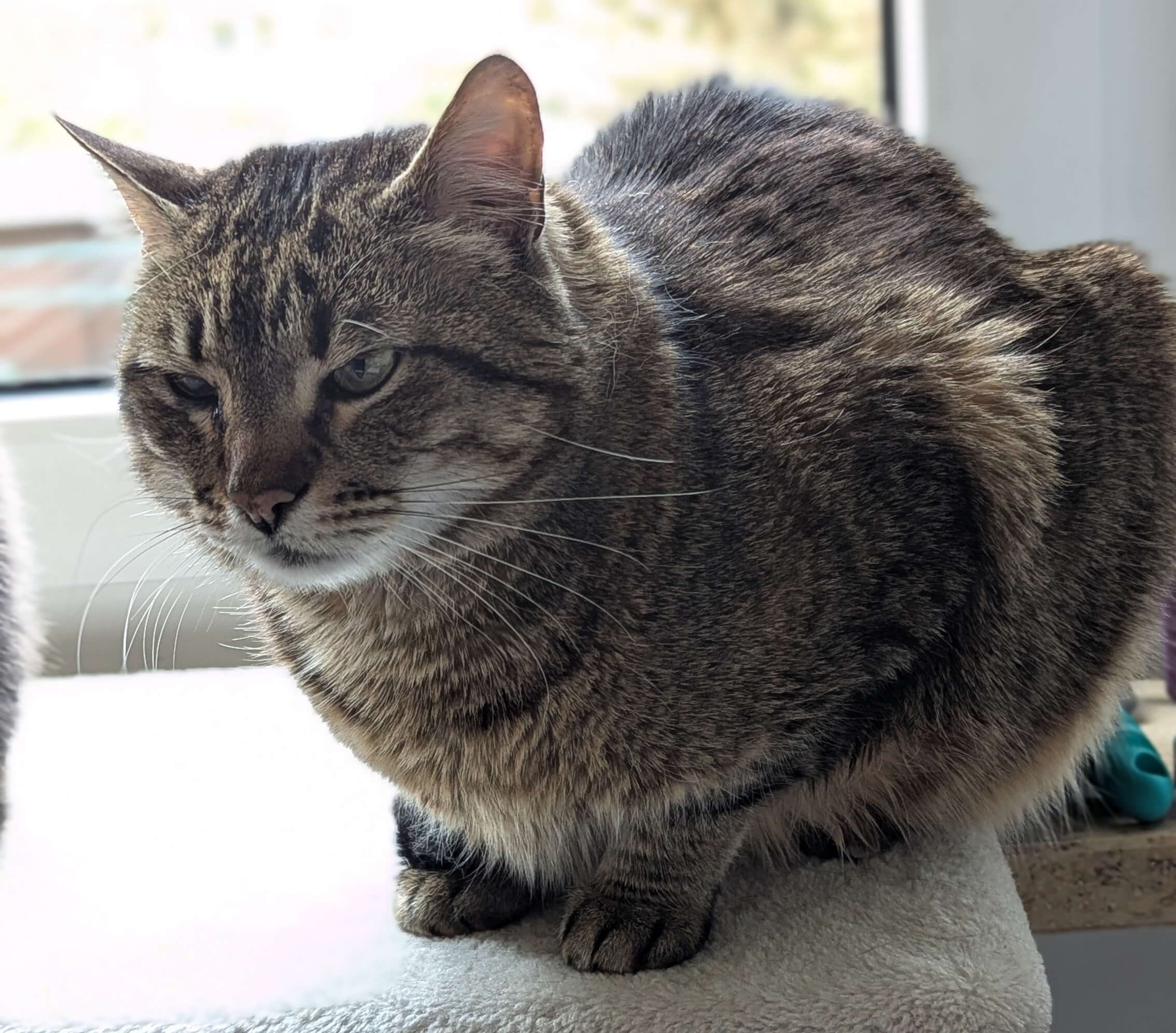 Katze Rina in Kauerhaltung mit Schmerzanzeichen