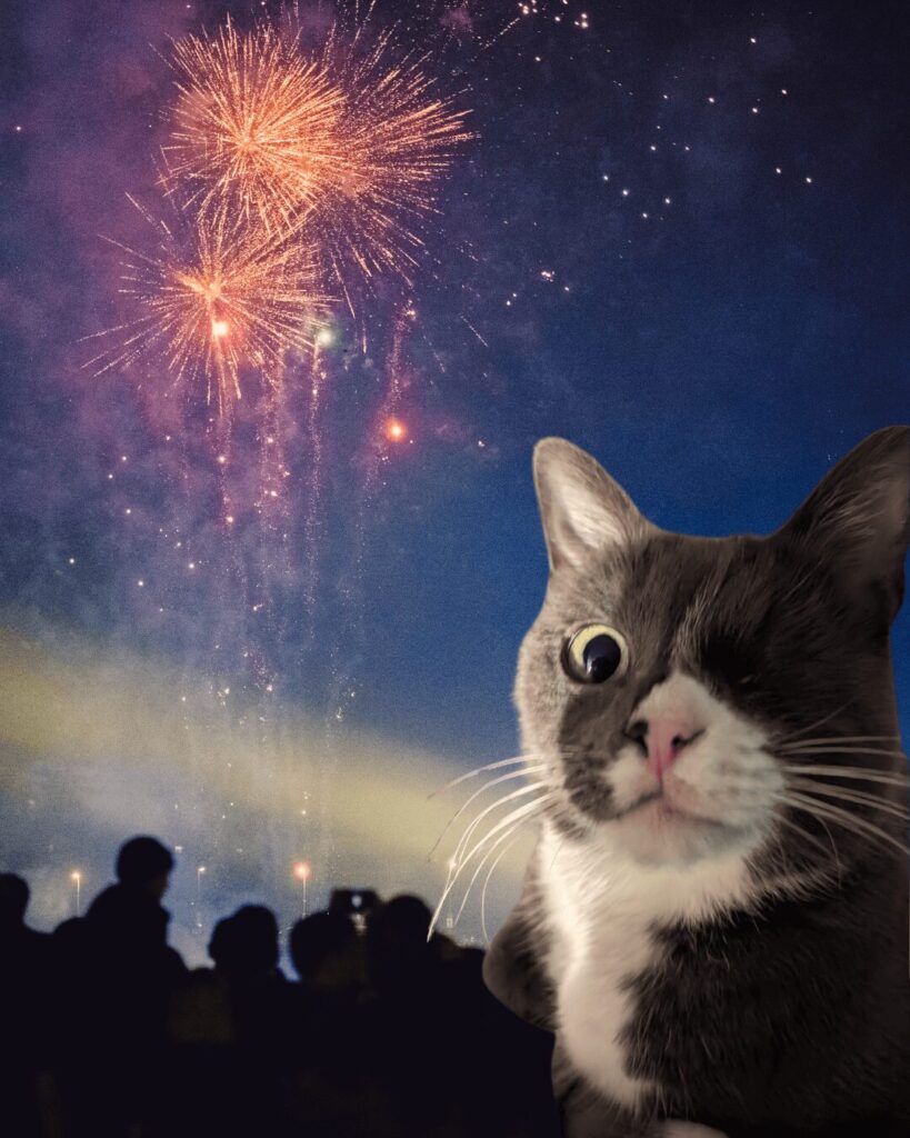 Katze hat Angst an Silvester vor Feuerwerk
