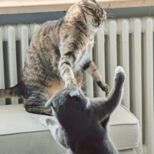 Zwei Katzen streiten sich und schlagen sich mit den Pfoten